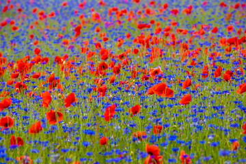 Blue flowers and poppy flowers in the field