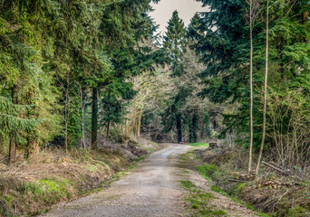Fototapeta na wymiar Path into the woods. Haywood Woods, Devon, England.