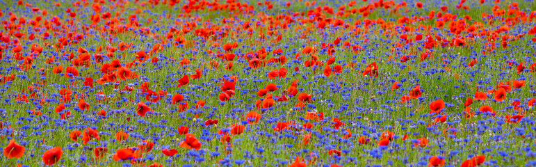 a beautiful landscape with poppies and cornflowers bloom