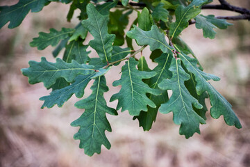 A branch of green oak leaves in summer forest.
