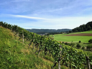Fototapeta na wymiar Landscape with vineyard