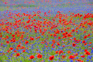 A field with flowers Centaurea cyanus and Poppy