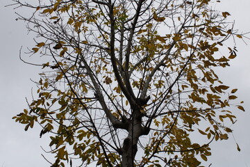 A tree in the autumn with yellow, old leaves