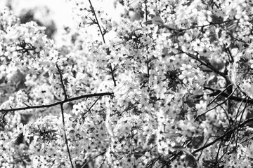 Spring flowers blossom in black and white mode
