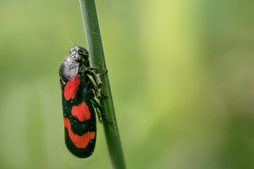 Blutzikade auf Stengel