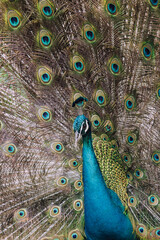Obraz premium Peacock with feathers . A graceful look 