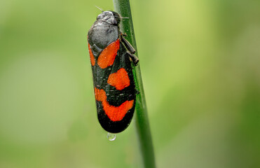 Blutzikade auf Stengel