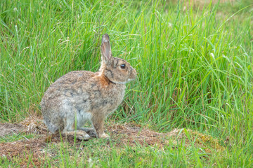 Naklejka na ściany i meble beautiful rabbit sitting in the grass in the English countryside