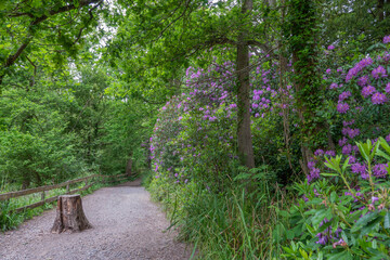 footpath alongside a row of purple rhododendrons
