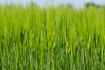 Young Wheat ears illuminated by sunlight. Gorgeous shape of the Wheat spikes. concept of a good harvest in an agricultural field. green spikelets. rye, close-up. green natural background