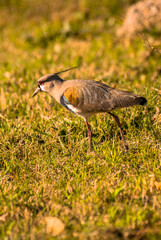 great crested grebe