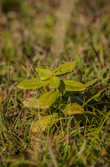 grasshopper on the grass