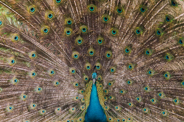 Fototapeta premium peacock with feathers out front shot 
