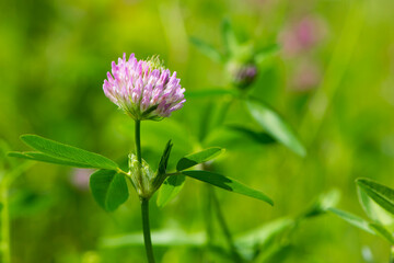 Red Clover, Trifolium pratense, in a typical meadow environment. delicate flower, on a light green natural background. macro nature. wild flower