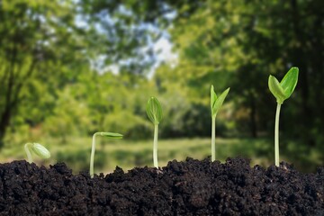 Growth.