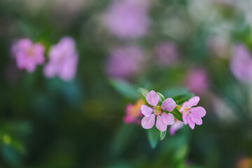 green natural background with purple flowers, close-up of cuphea hyssopifolia