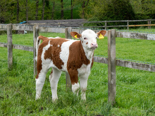 beautiful young brown and white calf