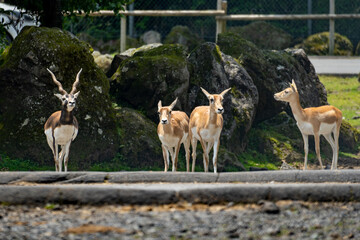 メスのブラックバック