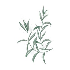 Illustration of a plant