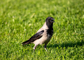 a Corvus cornix bird on the grass