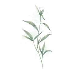 Illustration of a peony