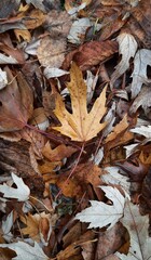 Close-up of fallen autumn maple leaves, November