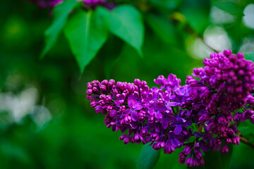 Lilac blossom flowers spring view. Spring lilac flowers. Lilac blooms. A beautiful bunch of lilac. floral spring background. delicate fragrant flowers, in the garden or park. close-up