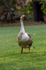 goose on the grass