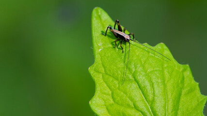 Tettigonioidea. insect sits on a leaf. small grasshopper sits on a twig on a green background. The green female grasshopper sits right on the grass in the meadow and is well camouflaged. close-up