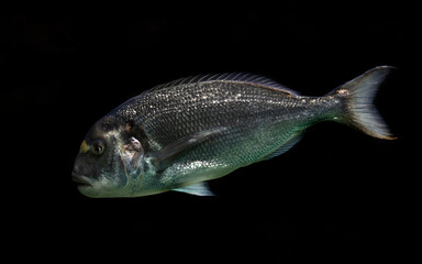 Gilt-head bream. Latin name - Sparus aurata	