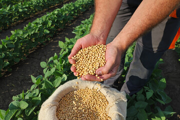 Soybean grain in a hands of successful farmer, in a background green soybean field, agricultural concept. Close up of hands full of soybean grain in jute sack