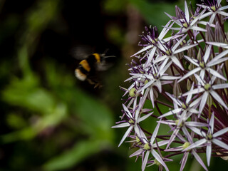 Onion - bee