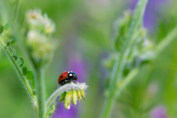 Coccinellidae is a widespread, Ladybird beetle, ladybugs. red beetle with black dots. insects in the wild. natural background. macro nature. ladybug sitting on a meadow plant