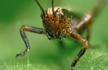 Grashüpferlarve auf Blatt