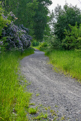 narrow gravel road through green bushes and forest