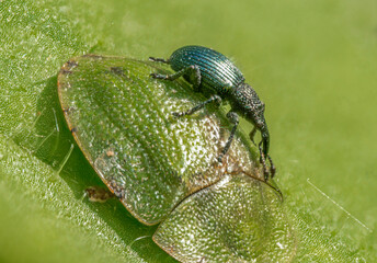 Rüsselkäfer auf grünem Schildkäfer
