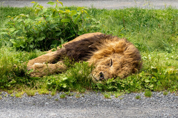 眠る雄ライオン