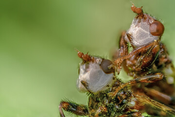 Buckelblasenkopffliegen bei der Paarung