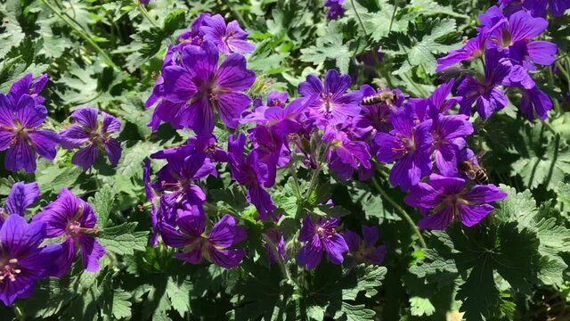 Bees collecting nectar from Purple Cranesbill in Public Park Hasenheide in Berlin in the summer sun. Slow Motion.