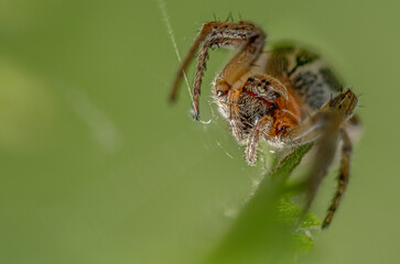 Kreuzspinne auf Blatt 