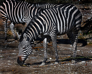 Fototapeta na wymiar Grant`s zebra in its enclosure. Latin name - Equus quagga boehmi