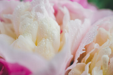Soft focus. Blooming branches with peony flowers and buds. Close up photo as a natural background. Blurry background. White and pink peonies flowers. Floral background. Pastel peony flowers as floral