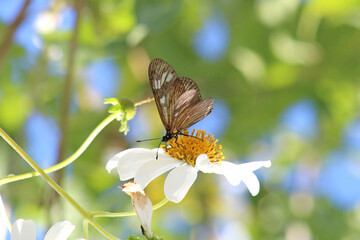 Actinote butterfly on Montanoa flowers or Daisy tree, tropical forest, Brazil.