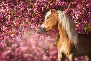 Portrait of a nice haflinger pony with sakura blooming cherry flowers
