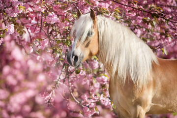Portrait of a nice haflinger pony with sakura blooming cherry flowers