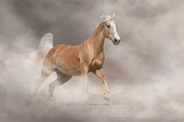 Fototapeta na wymiar Palomino horse run free in desert sand