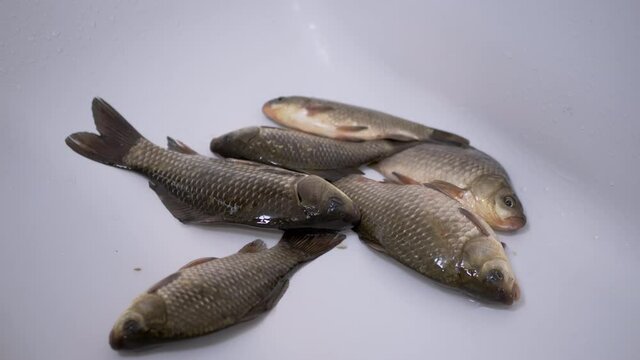 Fresh Live River Fish Crucian Carp Lies in Sink. A live fish opens its mouth, breaths with gills. Carp or crucian carp. Crucian carp covered with mucus and scales. Fisherman catch. 4K. Slow motion.