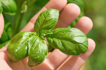Farmer man hold basil plant leaves on a farm,healthy food ingredients 