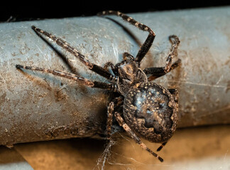 wolf spider on a web