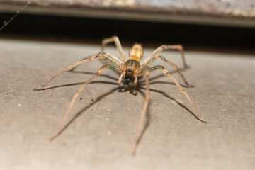 spider on a web